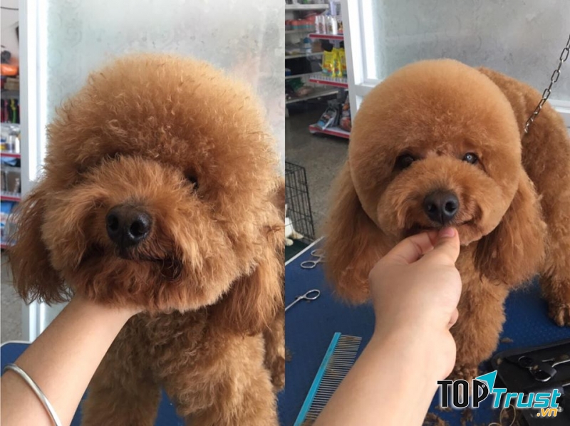 Phòng Khám Thú Y Pet Healthcare Gia Lai