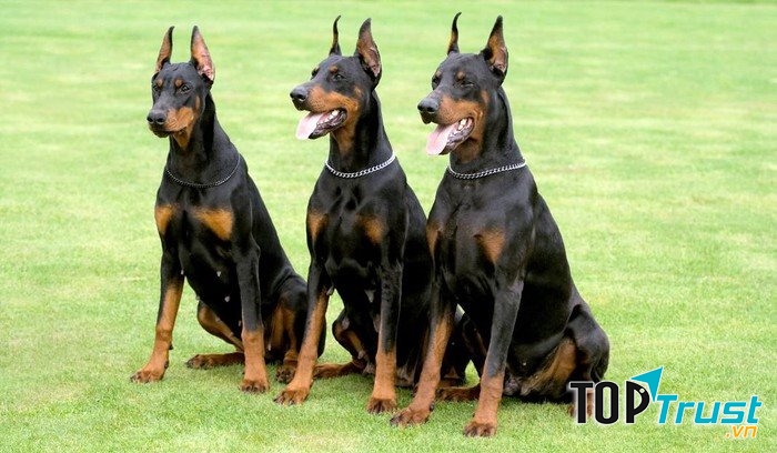 Phòng Khám Thú Y Quảng Ninh