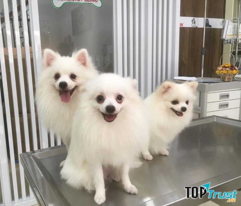 Phòng khám thú y Sơn Ca