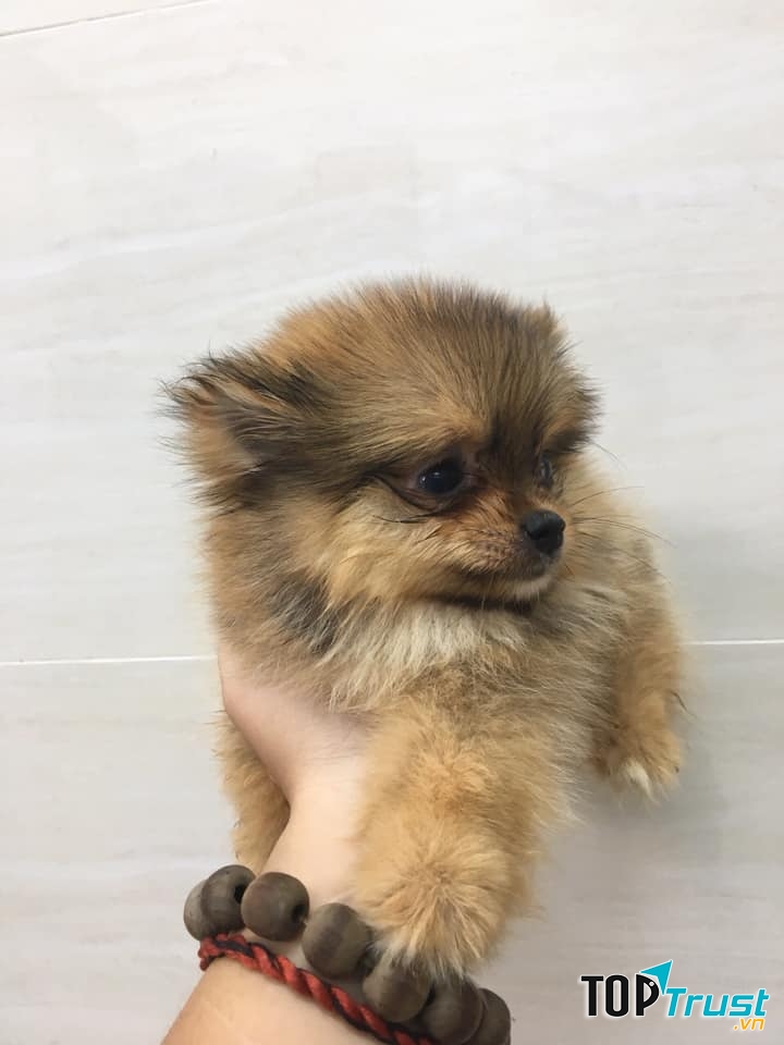 Phòng khám thú y Sơn Ca