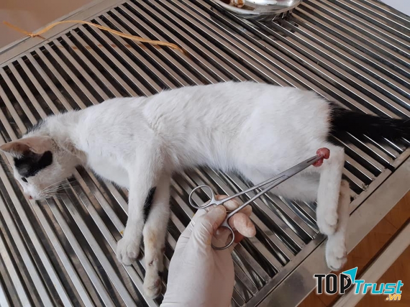 Phòng khám thú y Vinpet+