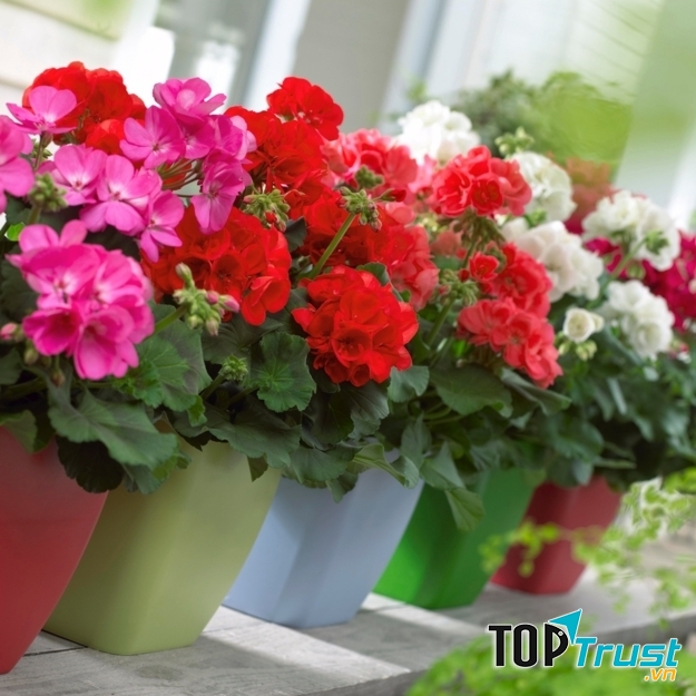 Ngoài làm cảnh, phong lữ còn được yêu thích bởi khả năng xua đuổi muỗi.