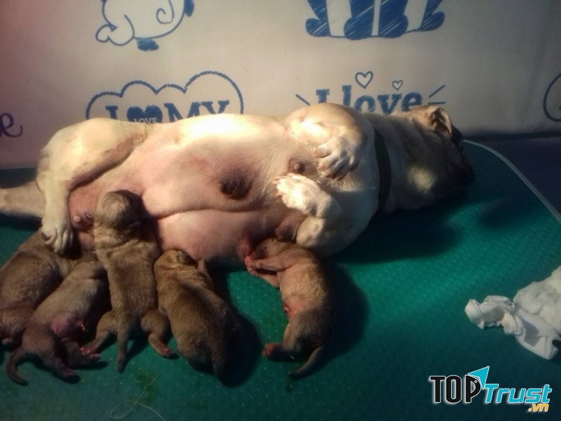 Phòng Mạch Thú Y PET HOME