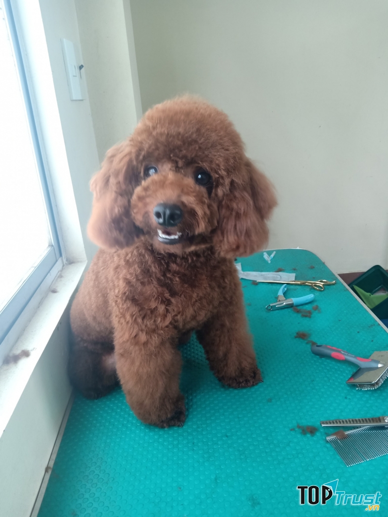 Phòng mạch thú y Petplus
