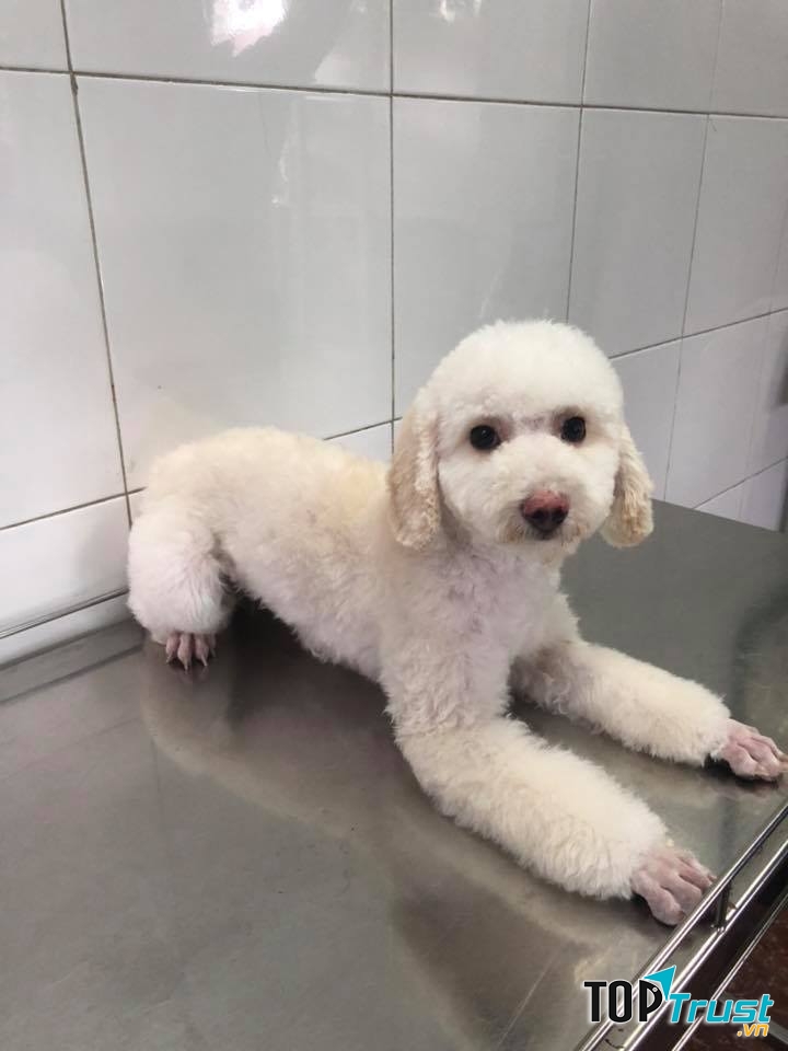 Phòng mạch thú y Petplus