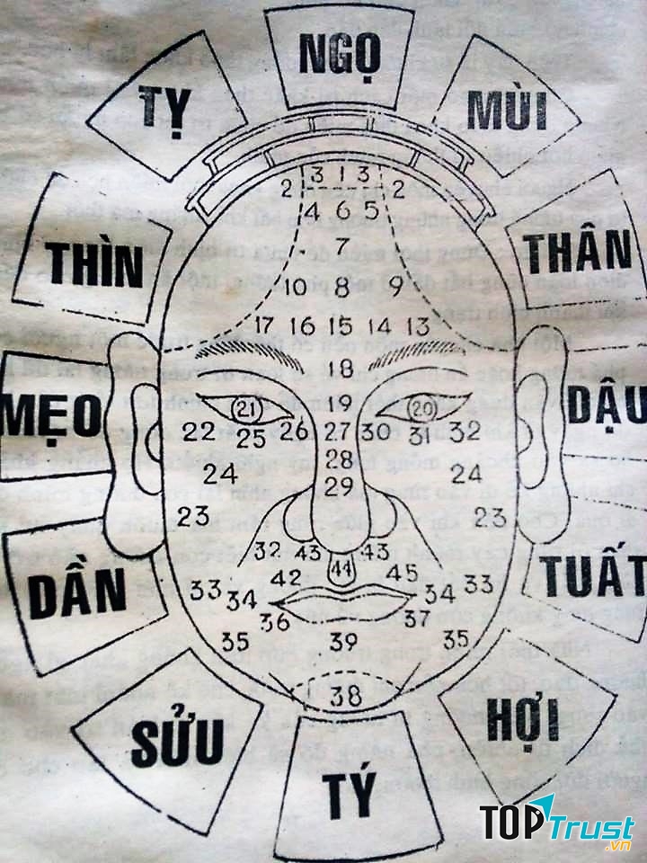 Hữu trắc diện đồ