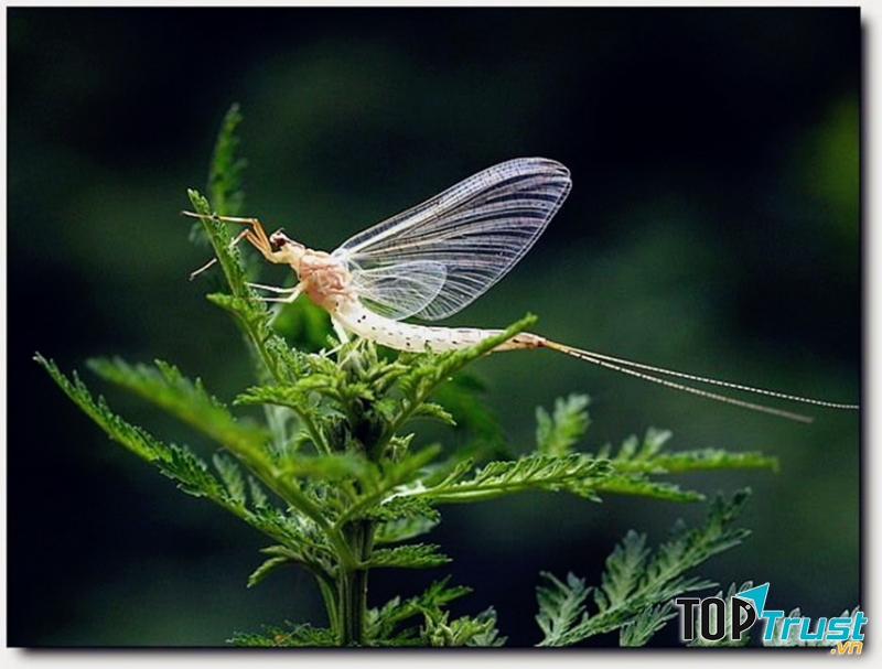 Phần lớn cuộc đời của phù du là nằm trong nhộng