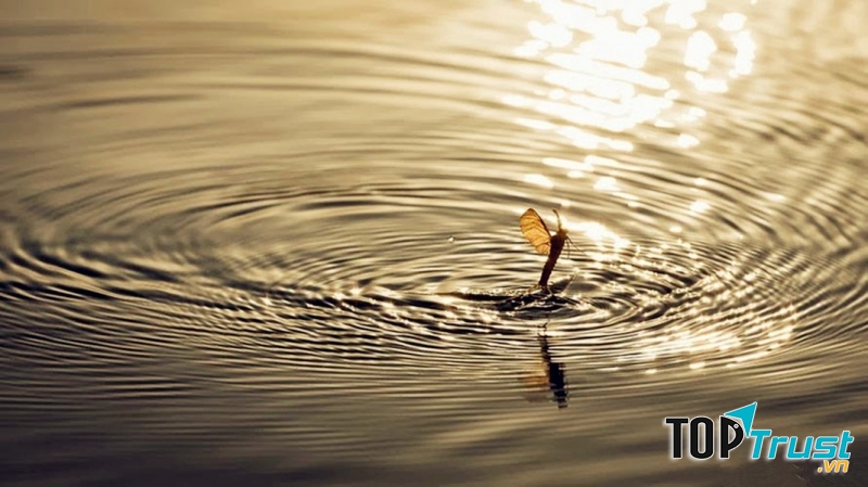 Phù du nhảy múa trên mặt nước