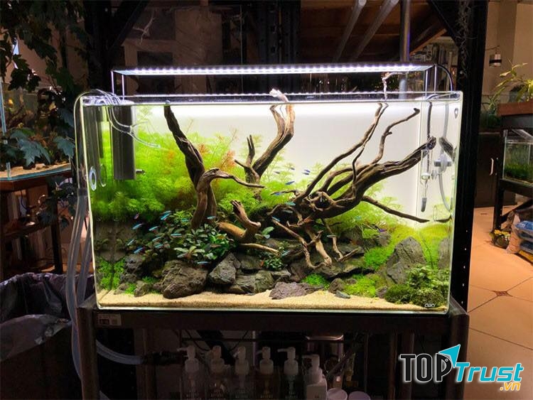 Cửa hàng cá Cảnh Quân chuyên cung cấp các dịch vụ tư vấn, thiết kế các bể thủy sinh, hồ cá,...