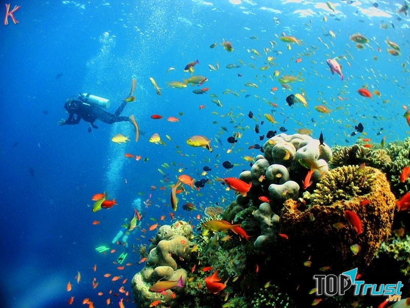 Những bãi san hô kỳ bí với nhiều hình thù kỳ lạ nhưng cũng rất đặc biệt