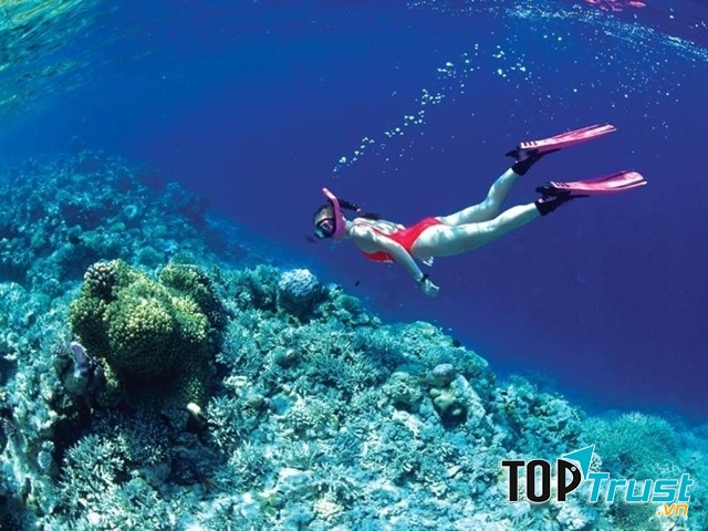 Ngắm san hô tại Phú Quốc