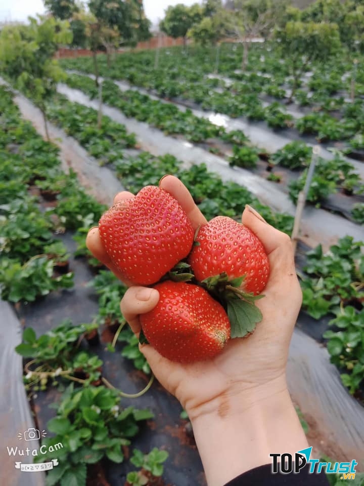 Một sản phẩm sạch của Phúc Lâm Green Food.