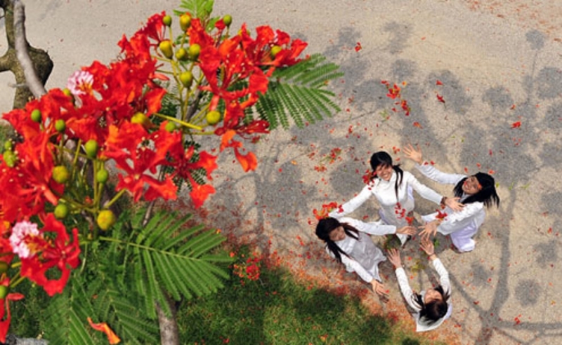 Phượng cùng lũ học trò chúng tôi đón mùa hè tươi đẹp đã về