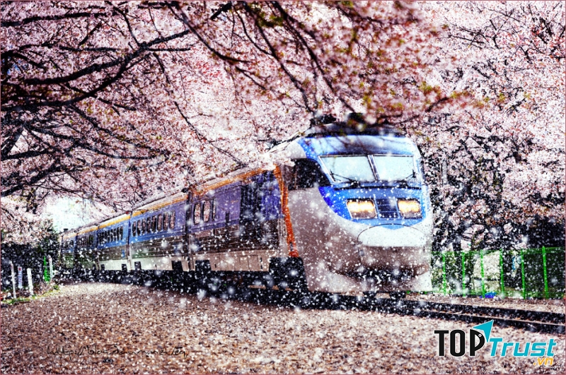 Phương tiện di chuyển qua Hàn Quốc và vòng quanh Hàn Quốc