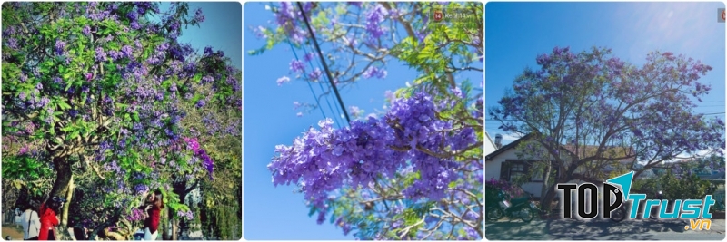 Vẻ đẹp quyến rũ của sắc tím hoa phượng tại thành phố Đà Lạt