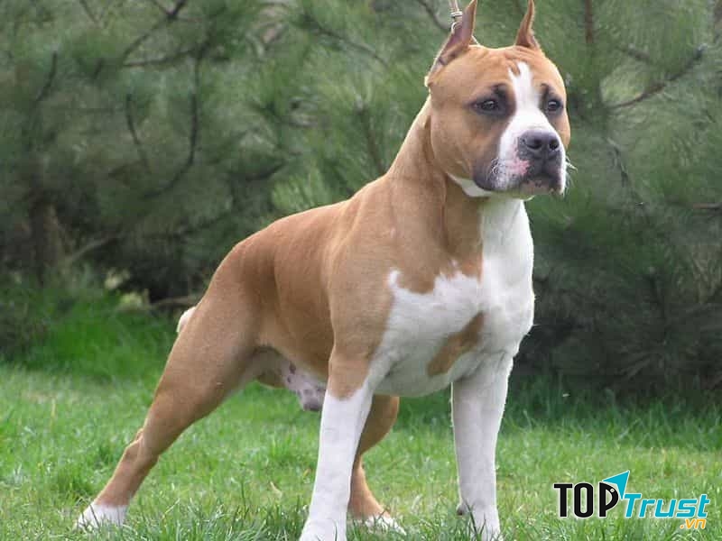 chó Pitbul