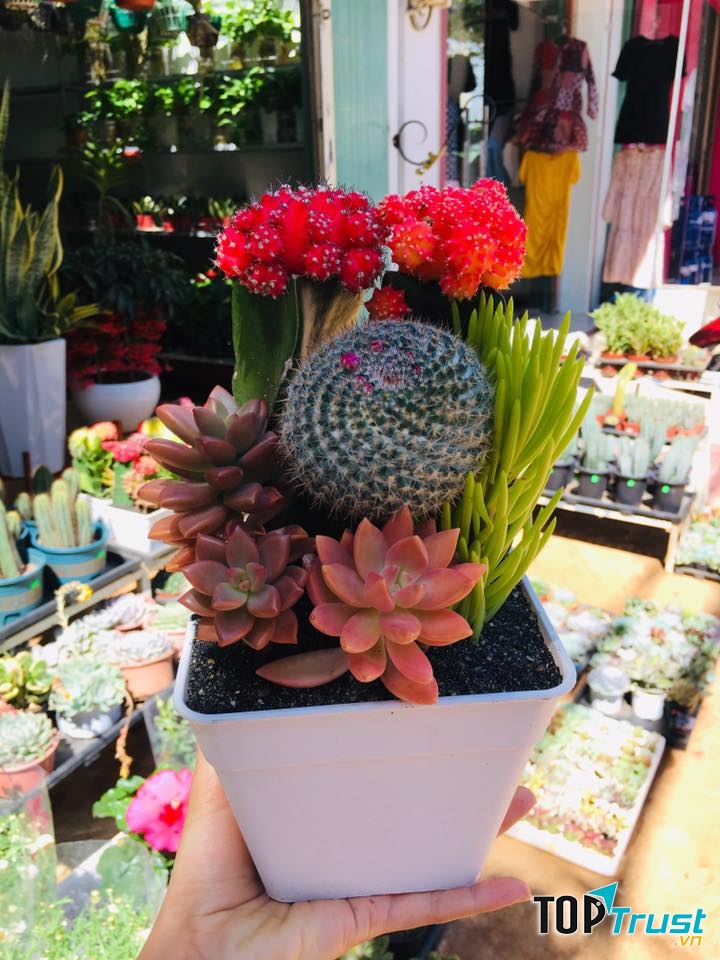 Pleiku Garden - Cây văn phòng, Chậu, Vật tư cây cảnh - Gia Lai