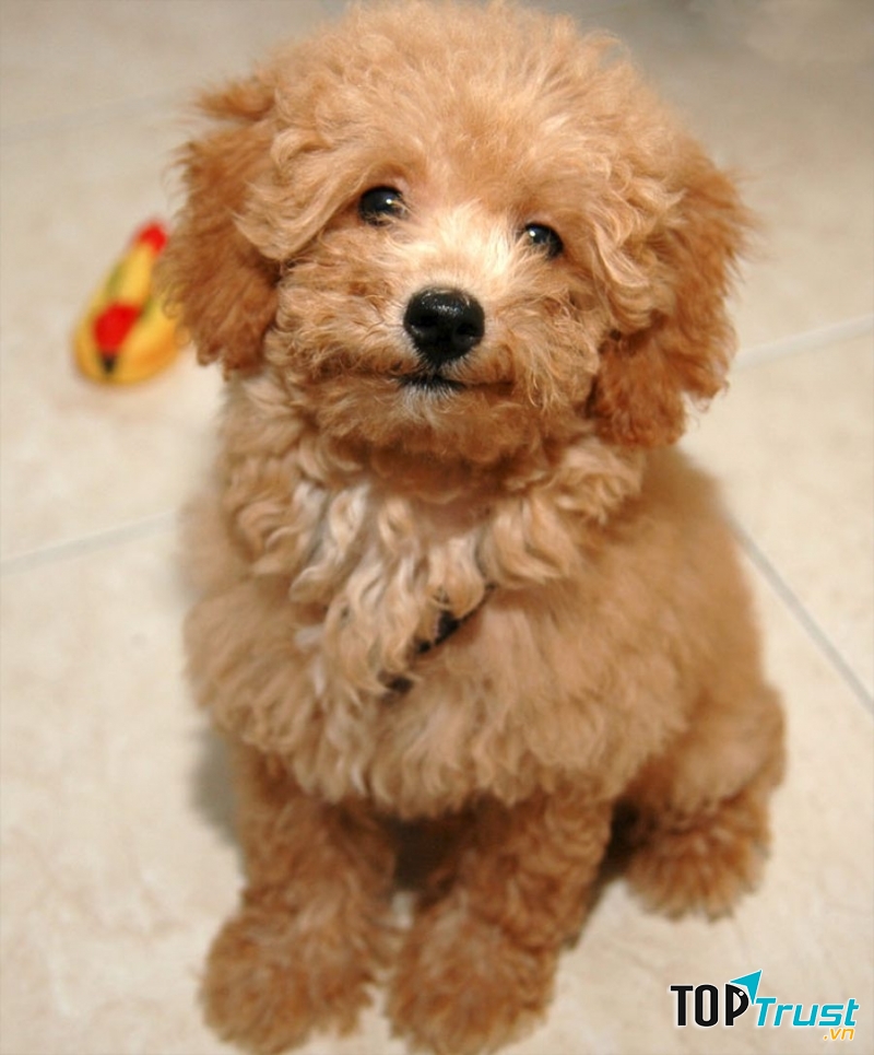 Poodle - một trong những loài chó cảnh thông minh nhất thế giới