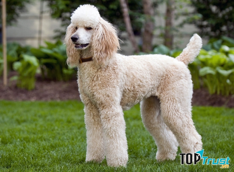 Poodle - một trong những loài chó cảnh thông minh nhất thế giới