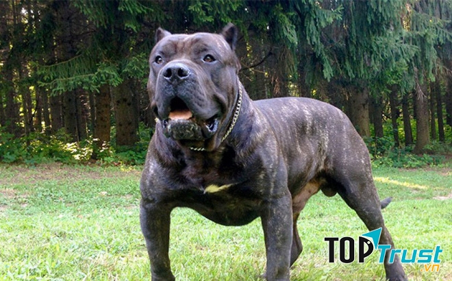 chó Presa Canario