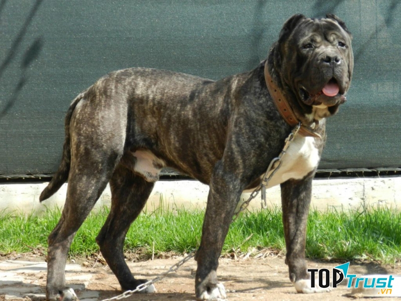 Presa Canario nổi tiếng bởi tính cách không biết sợ hãi