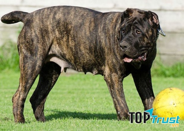 Presa Canario có màu lông vằn vện đặc trưng và được mệnh danh là chúa đảo châu Phi