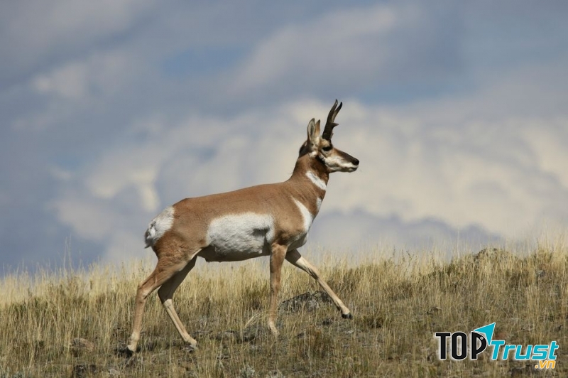 Pronghorn