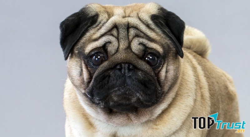 Khuôn mặt nhăn, mõm ngắn rất đáng yêu