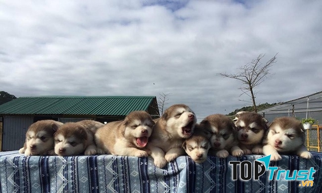 Nông trại Cún Puppy Farm