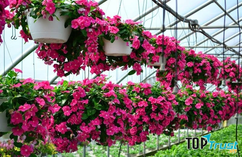 Hạt giống dừa cạn