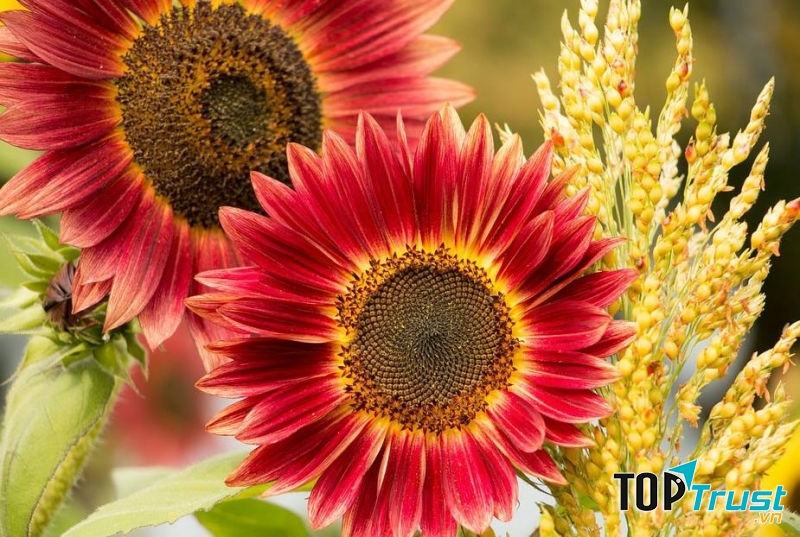 Hạt giống hoa hướng dương đỏ