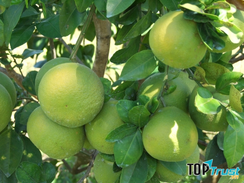 Sự thịnh vượng và viên mãn trong cuộc sống mỗi người dịp đầu năm mới.