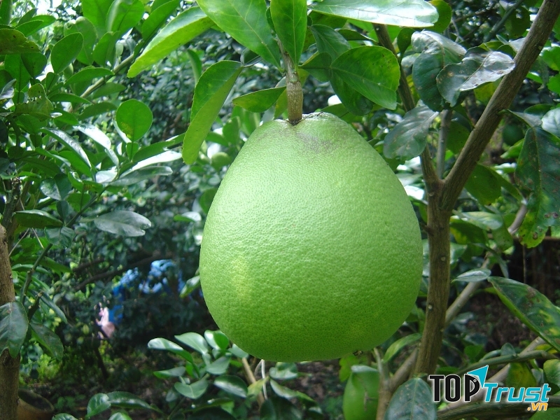 Quả bưởi là loại quả thường gặp nhất trong mâm phẩm vật của mỗi gia đình.