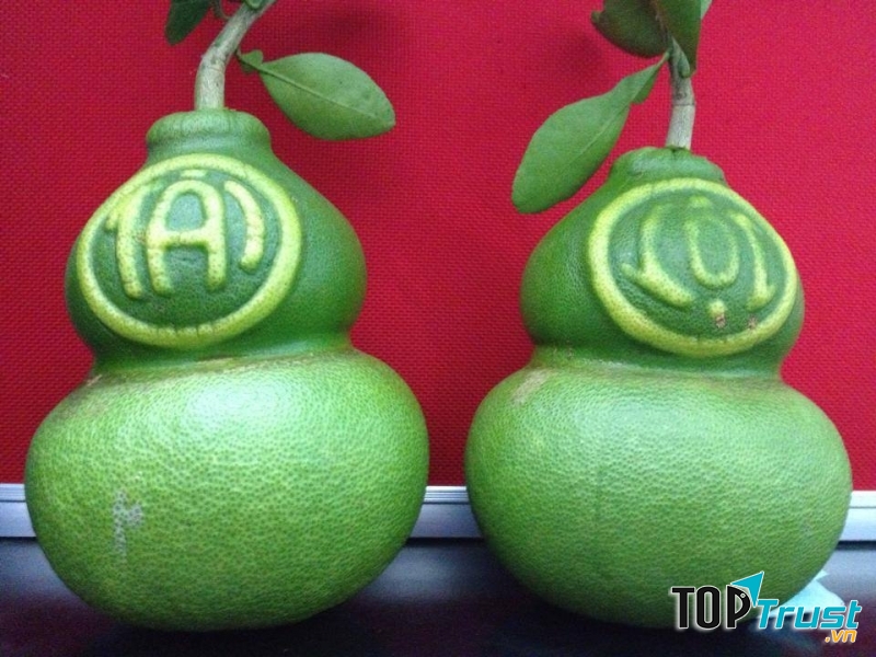 Quả bưởi