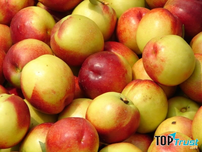 Chiết xuất từ đào có thể tiêu diệt các tế bào ung thư.