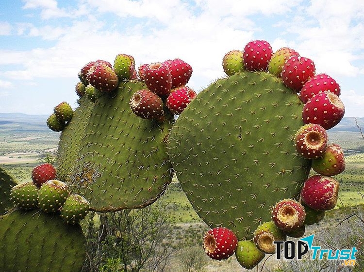 Ảnh minh họa - nguồn internet