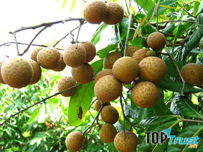 Quả nhãn được đông y coi như loại quả thần kỳ tác dụng tốt cho não
