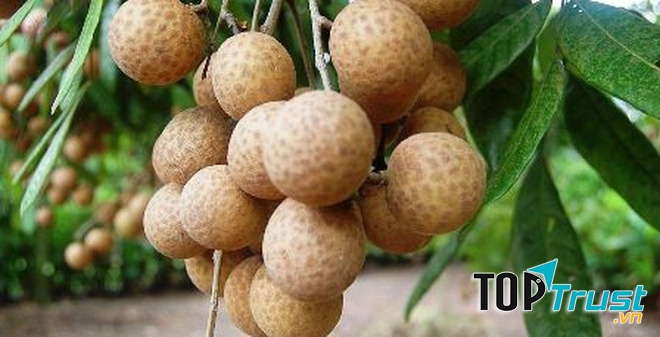 Bà bầu ăn nhãn sẽ bị đau bụng, xuất huyết