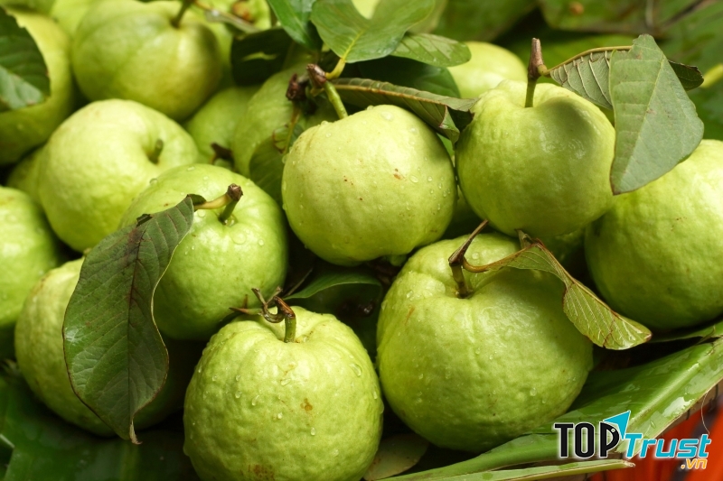 Ổi có tác dụng giảm ho, trị cảm