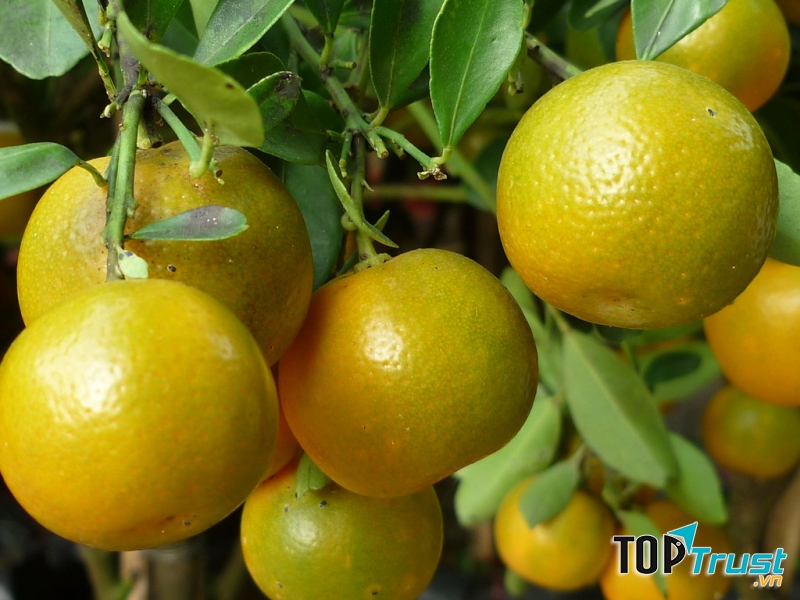 Phương pháp này phù hợp với những trẻ bị ho có đờm khò khè dùng rất hiệu qủa.