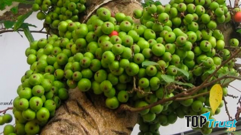 Mang đến cho gia chủ sự sung túc về vật chất và tinh thần cả năm.