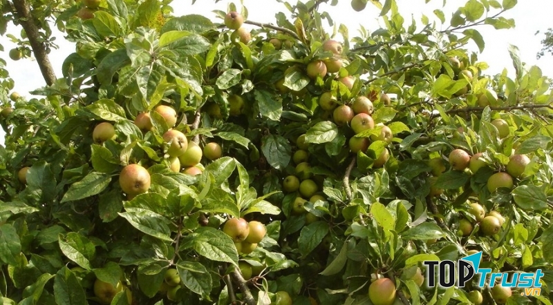 Cây táo mèo sai trĩu quả