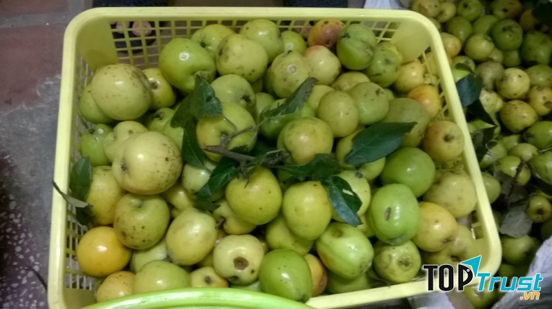 Táo mèo làm tử cung co bóp mạnh gây sảy thai