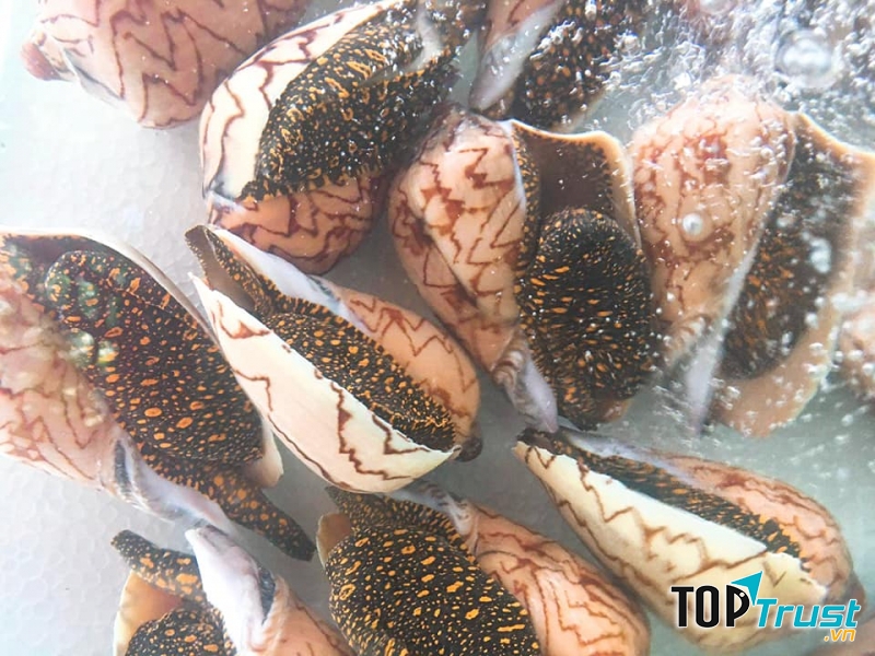 Quán Ăn Đất Việt