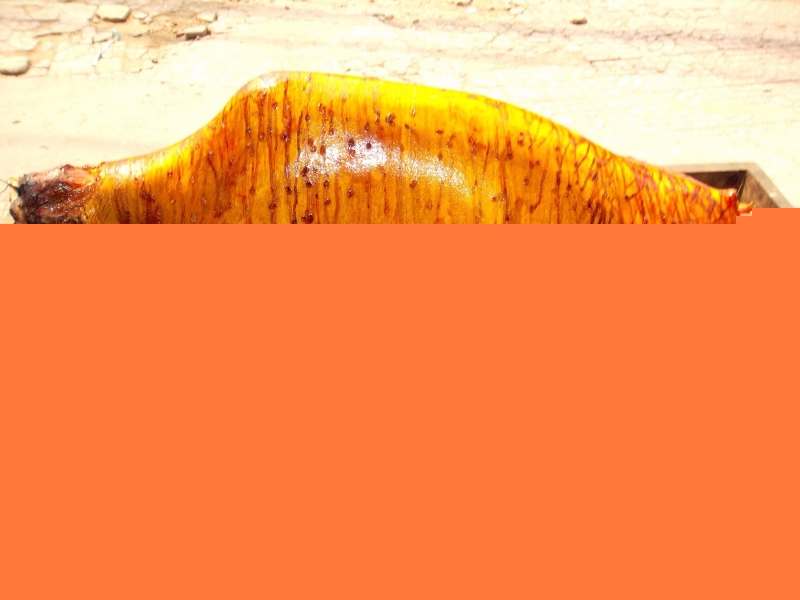 Bê thui đang quay trên lò than hồng của nhà hàng Sơn Ca 3