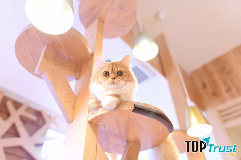 Quán café mèo ngoài trời tại Ikebukuro