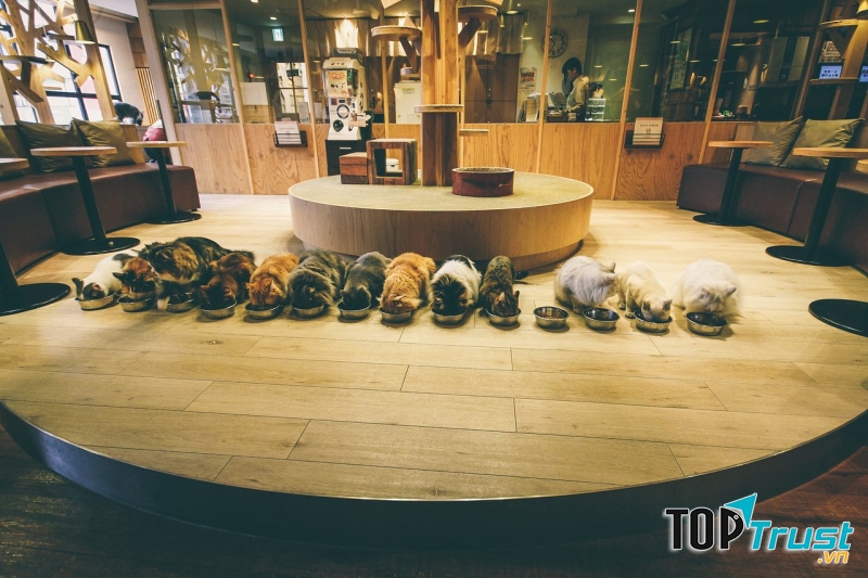 Quán café mèo ngoài trời tại Ikebukuro