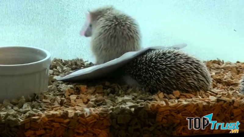 Quán café nhím Harry