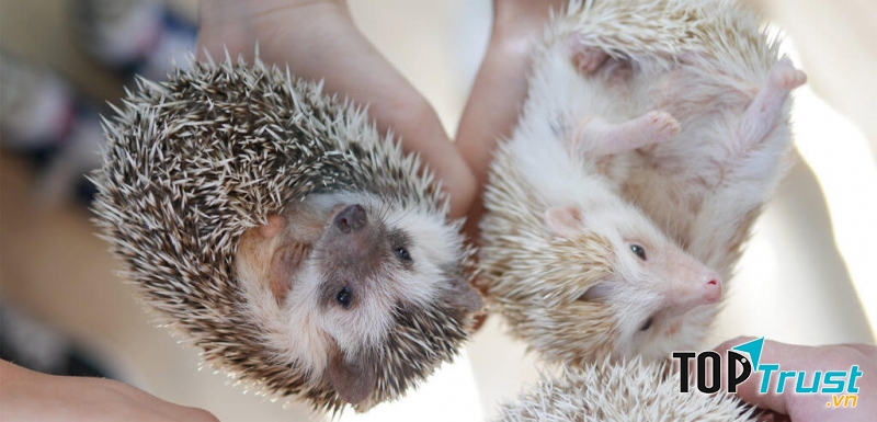 Quán café nhím Harry