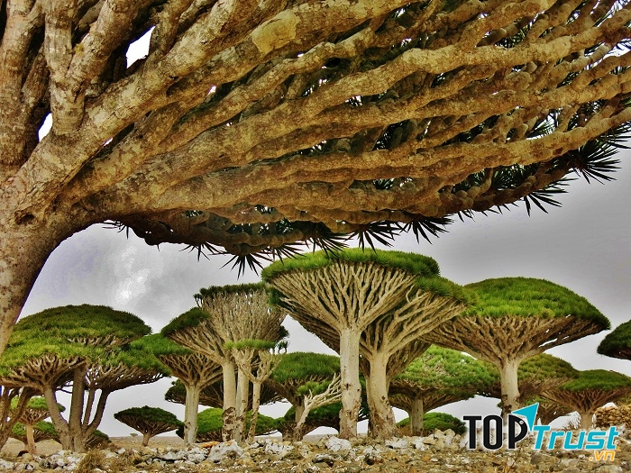 Quần đảo Socotra